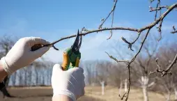 Prořez ovocných stromů