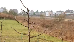 Výchovný řez dřevin