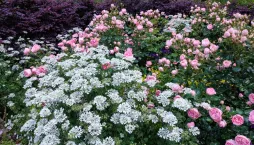 Paprska velkokvětá (Orlaya grandiflora) 