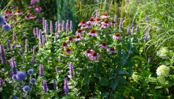 Dlouho kvetoucí trvalky 