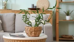 Lucky Bamboo neboli šťastný bambus