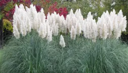 Pampová tráva (Cortaderia selloana) 