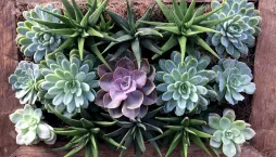 Sukulentní rostliny