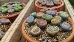 Pěstování živých kamenů