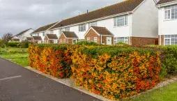 Stálezelený okrasný keř