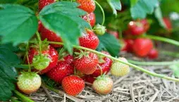 Co zasadit k jahodám