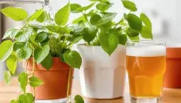 Použití piva na pokojovky