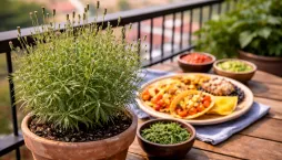 Pipicha (Porophyllum linaria) 