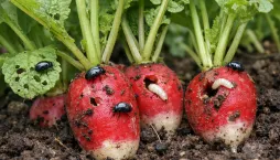 Pěstování ředkviček a ochrana proti škůdcům