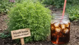 Coca Cola bylinka – rostlina, která chutná jako limonáda