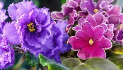 Množení pokojovek: Africká fialka z listu krok za krokem ve fotografiích