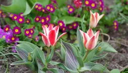 Botanické tulipány