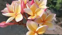 Exotické rostliny z Thajska