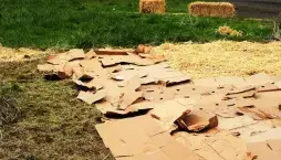 Odstranění plevele 