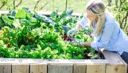 ​​​​​​​Bezúdržbový záhon