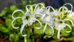 Méně známé cibuloviny