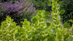 irský zvonek (Moluccella laevis) 