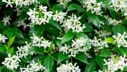 Popínavá rostlina jasmínovka