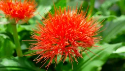 Krvokvět natalský (Scadoxus puniceus) 