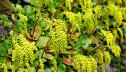 Sukulenty v zahradě