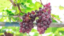 pěstování vinné révy