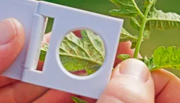 Sviluška na rostlinách