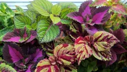 Řízkování pokojovek v praxi: jak krok za krokem množit africké kopřivy