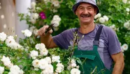 Řez růží na jaře