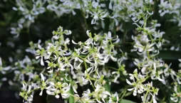 Neznámá letnička Kouzelný sníh