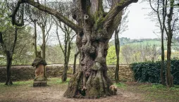 Nejúchvatnější a památné chráněné dřeviny České republiky