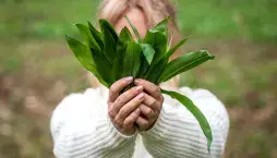 Pěstování medvědího česneku