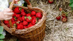 Péče o jahodníky obrazem: Jarní kroky pro maximální úrodu