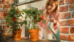 Pěstování rajčat 