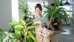 Přisvětlování pokojových rostlin