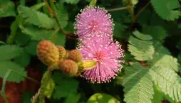 Rostlina, která reaguje na dotek