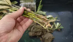 Množení pokojových rostlin