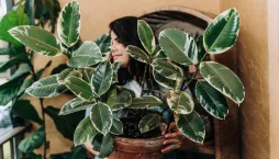 Množení fíkusu krok za krokem: Jak z jedné větvičky vypěstovat novou rostlinu