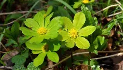 hvězdnatec zubatý (Hacquetia epipactis) 