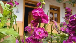 Fiala šedivá (Matthiola incana)