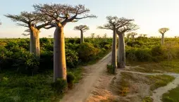 Pěstování baobabu v Česku