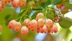 Okrasný keř zvonkovec