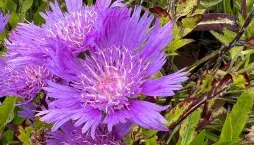 Stálezelená trvalka stokésie