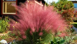 Okrasná tráva muhla mexická