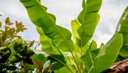 Pěstování banánovníků v zahradě