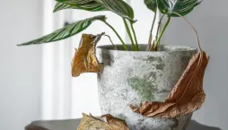 Zasychání listů u pokojových rostlin v detailu