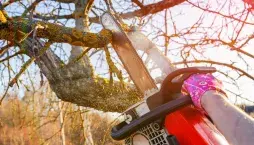 Proměna zahrady: Od přerostlých stromů k místu pro život i odpočinek