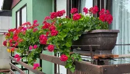 Přesazování muškátů krok za krokem: jak probudit přezimované rostliny k bohatému kvetení