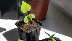 Předpěstování okurek