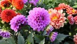 Nejkrásnější rostliny