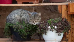 5 pokojovek, které jsou bezpečnější pro kočky a přitom ozdobí každý byt